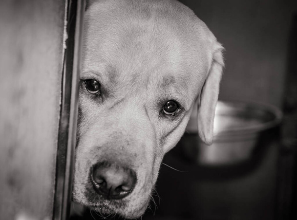 Милий пес лабрадорської породи, який дивиться серйозно з-за рогу близько - Фото, зображення
