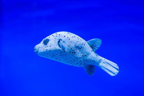 Schöner Meeresfisch mit großen Lippen schwimmt im blauen Aquarium - Foto, Bild