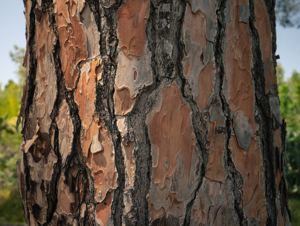 何世紀も前の海の松の樹皮の詳細 - 写真・画像
