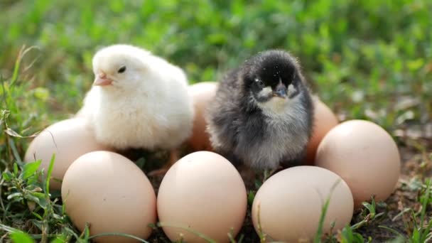 Chicken evolution is faster chicken or egg, a little chicken - Záběry, video