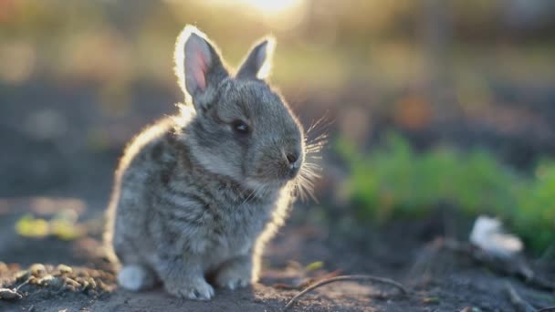 graue Kaninchen fressen Gras, graue Kaninchen - Filmmaterial, Video