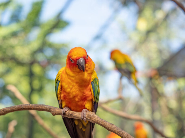 Closeup Sun Conure Parrot Perched on Branch Isolated on Background - Photo, Image