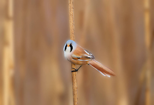 Male and female bearded reedling (Panurus biarmicus) photographed on reed stalks close-up in soft morning light - Photo, Image