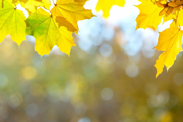 Крупним планом яскраво-жовте і червоне кленове листя на гілках осіннього дерева з яскравим розмитим тлом в осінньому парку
. - Фото, зображення