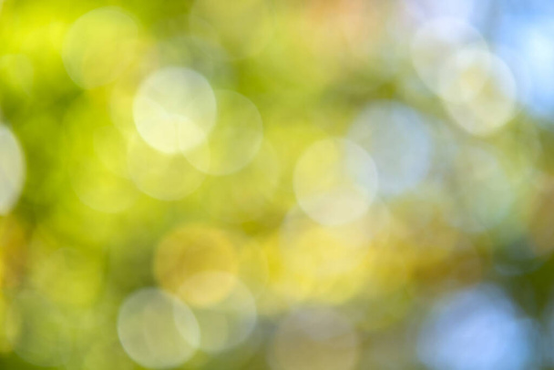 Bright colorful green and yellow background. Blurred light bokeh circles in autumn forest. - Photo, Image