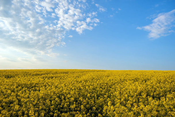 Пейзаж з квітучим жовтим ріпаковим сільськогосподарським полем і блакитним чистим небом навесні
. - Фото, зображення