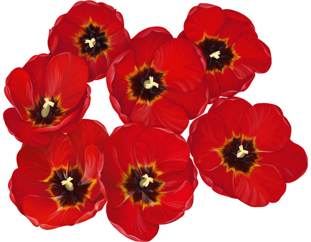 Sedm rozkvetlých červených tulipánů na bílém pozadí. Pohled shora - Fotografie, Obrázek
