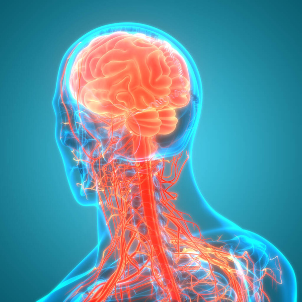 Human Brain Anatomy 3D - Photo, Image