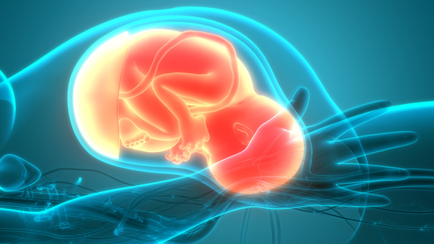 Ребенок плода в анатомии матки. 3D
 - Фото, изображение