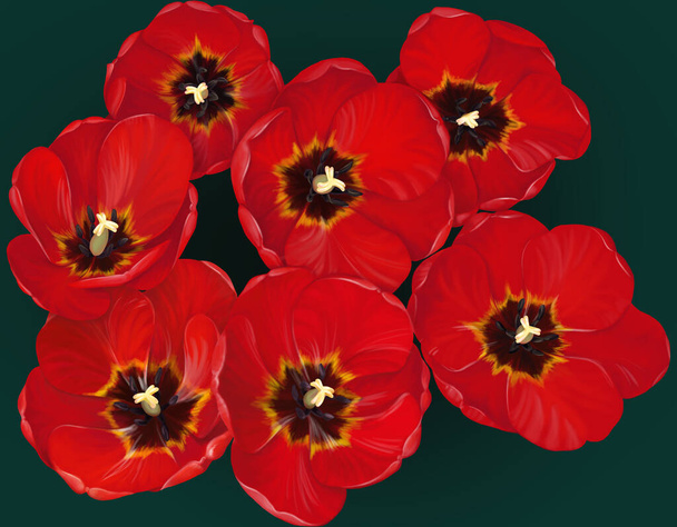 Sedm rozkvetlých červených tulipánů na tmavozeleném pozadí. Pohled shora - Fotografie, Obrázek