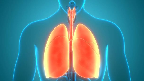 Organes du corps humain (poumons) 3D - Photo, image