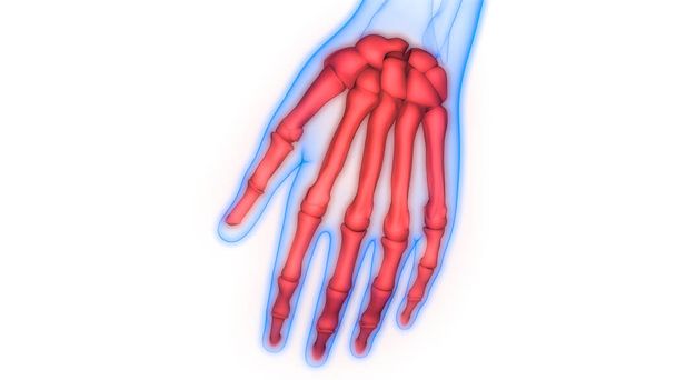 Sistema Esqueleto Humano Palma Mão Osso Articula Anatomia. 3D - Foto, Imagem