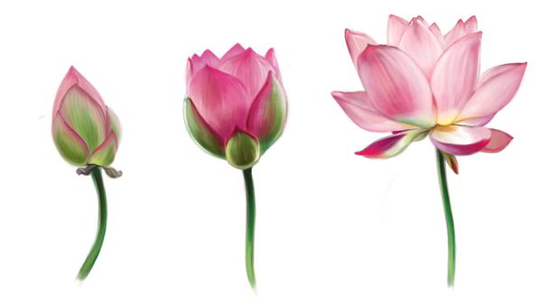 Illustration numérique d'une fleur de lotus rose en trois étapes, du bourgeon à la divulgation complète. Les fleurs sont isolées sur fond blanc. - Photo, image
