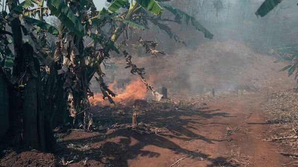 Κλιματική κρίση. Μεγάλη Φλόγα στο εθνικό πάρκο κατά την περίοδο ξηρασίας. Καταστροφή των δασών από πυρκαγιές.  - Φωτογραφία, εικόνα
