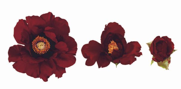Głęboko czerwone kwiaty piwonii w trzech etapach kwitnienia: pąk, pół otwarty i w pełni otwarty kwiat. Kwiaty ustawione na białym tle oddzielnie od siebie. Ilustracja - Zdjęcie, obraz
