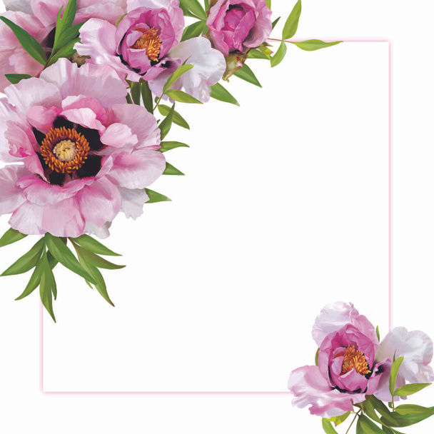 Pinkfarbene Pfingstrosen blühen in drei Phasen der Blüte: Knospe, halbgeöffnete und voll geöffnete Blüte. Blumen befinden sich an den Ecken entlang eines rechteckigen Rahmens auf weißem Hintergrund. - Foto, Bild