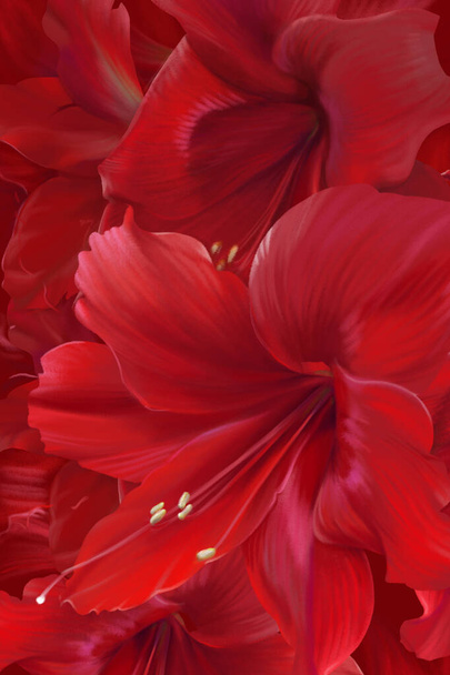 Solid background of red large amaryllis/hippeastrum flowers. Some buds are open to meet the sun, while others just wake up and spread their petals . Very bright and joyful pattern. - Photo, Image