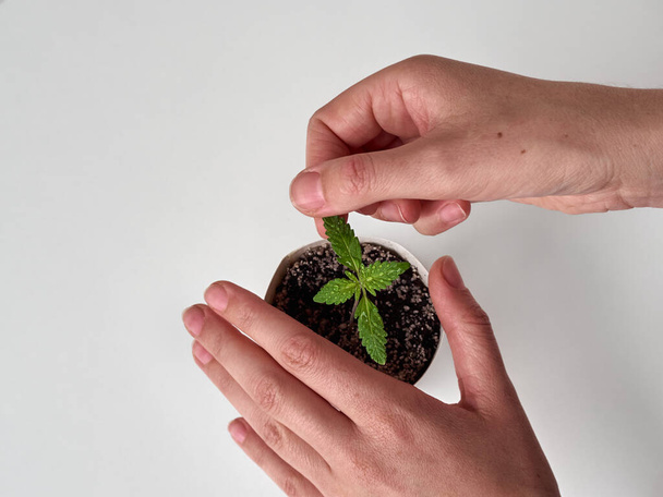 Plant in female hands on white background. - Photo, Image