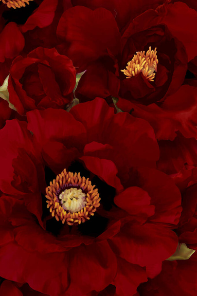 Цифрова ілюстрація. Твердий фон з півоній глибокого червоного дерева. Квіти в три етапи цвітіння. Від бутона до повністю відкритої квітки. Розкішний квітковий фон
. - Фото, зображення
