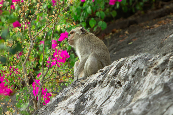 Wild crab-eating macaque sitting on a rock under a tree in a national park - Photo, Image