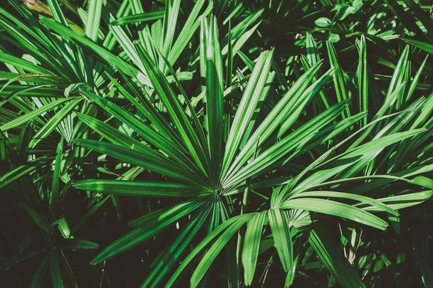 Summer green tropical background. Beautiful plants in the jungle and in the garden - Fotografie, Obrázek