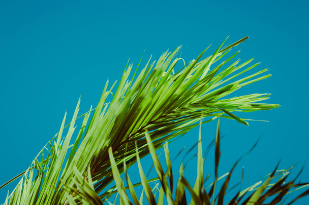 rami di palma verde sotto il cielo blu. Concetto di vibrazioni tropicali. Poster in stile retrò
 - Foto, immagini