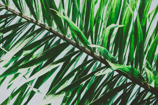 Зелене листя пальмового дерева. Вінтажний тропічний фон. Ретро тоноване. Макрозйомка
 - Фото, зображення