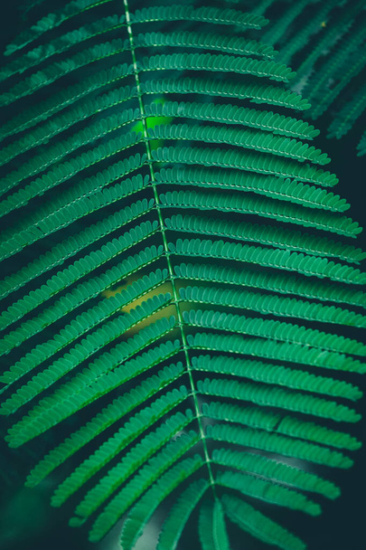 Letnie zielone tropikalne tło. Piękne rośliny w ogrodzie domu - Zdjęcie, obraz