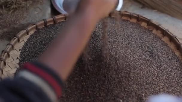A close up of childs hands touching black rice grains with fingers. - Séquence, vidéo
