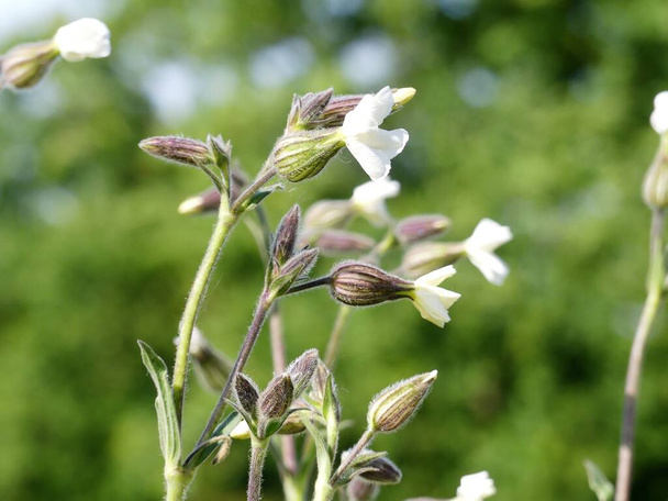 Белый кемпион Silene latifolia диоцезное цветочное растение
 - Фото, изображение
