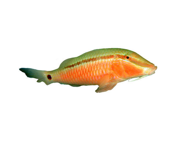 Reef fish (Goatfish) isolated on cutout (isolated) on white background - Фото, зображення
