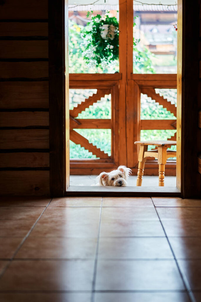 Chien pelucheux blanc se détendre sur le seuil de la maison en bois
 - Photo, image