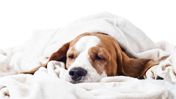 dog under a blanket on white - 写真・画像
