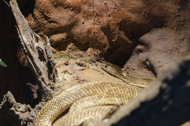 Zlatá plivající kobra, Naja sumatrana - Fotografie, Obrázek