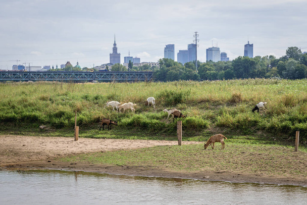 Cabras em uma pequena ilhota no rio Vístula em Varsóvia, capital da Polônia
 - Foto, Imagem