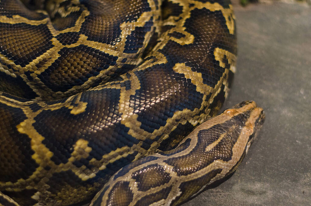 Burmese Python,Python bivittatus - Foto, Imagem