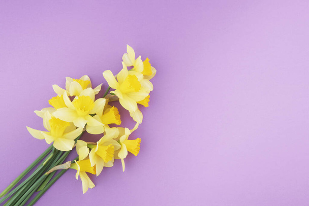 Gele narcissen op paarse papieren achtergrond - Foto, afbeelding