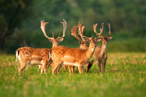 Numerous herd of fallow deer stags standing and watching on agricultural field - Photo, Image