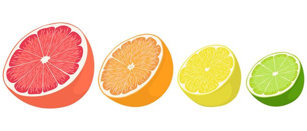 Set van citrusvruchten. - Vector, afbeelding