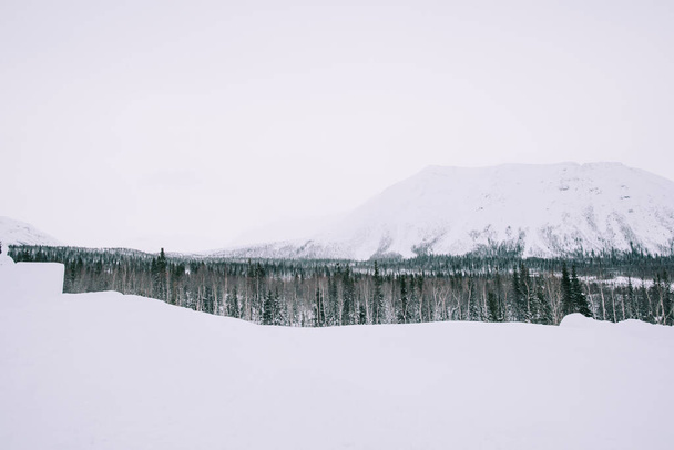trees with snow and alps landscape - Valokuva, kuva