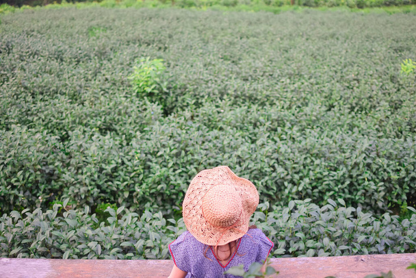 aasialainen nainen vihreän teen plantaasilla
 - Valokuva, kuva