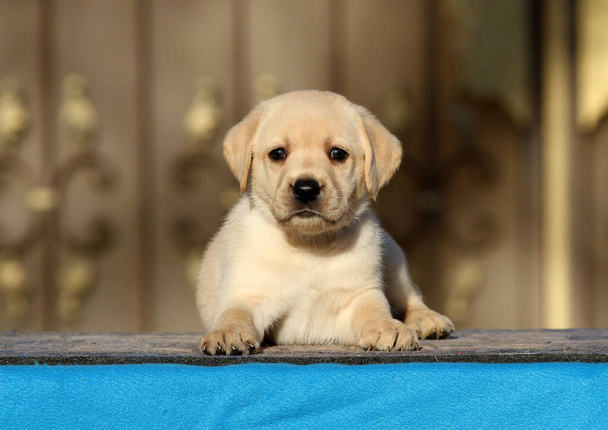 a little labrador puppy on a blue background - Photo, Image