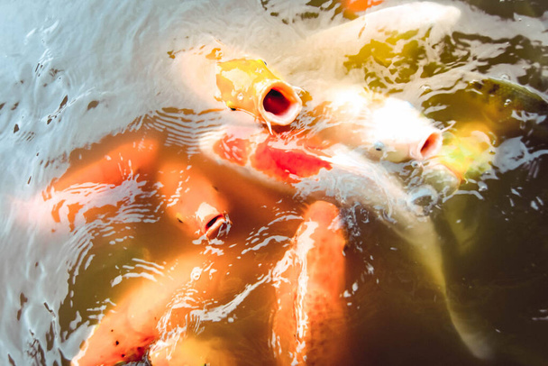 Kultakalat uivat uima-altaassa oranssin veden taustalla
 - Valokuva, kuva