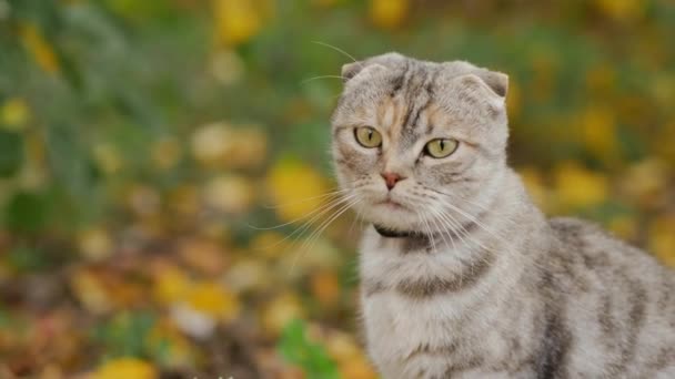 Pliegue escocés gris gato tabby en la naturaleza, primer plano
 - Metraje, vídeo