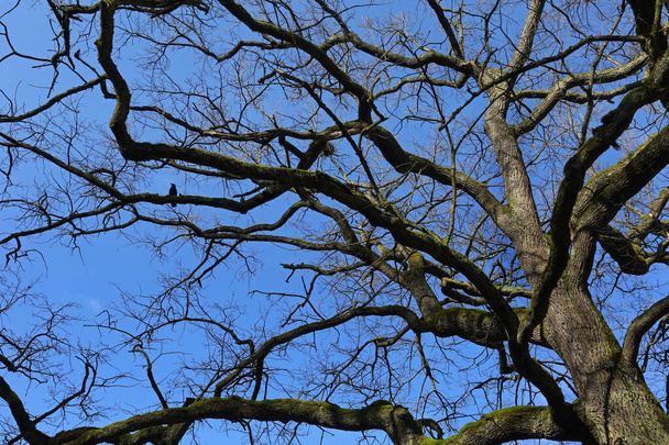 верхушка дерева и голубое небо
 - Фото, изображение