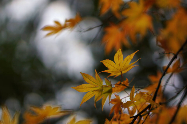 Barevné podzimní listy v arboretu - Fotografie, Obrázek