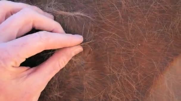 Cheval de course brun sur la prairie. Farmer toucher cheval le dos et ses doigts peigner les cheveux longs de fourrure d'hiver avec de longues fibres
. - Séquence, vidéo