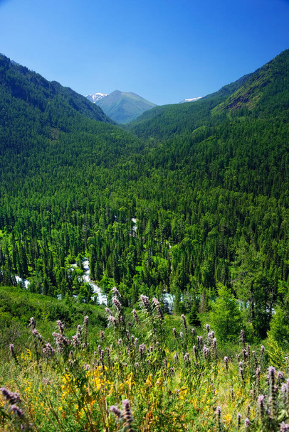 Alppien kesämaisema Altailla, Siperiassa, Venäjän federaatiossa
 - Valokuva, kuva