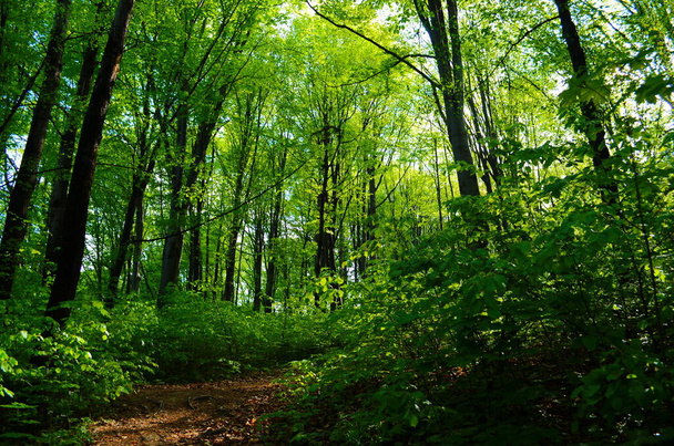 Δέντρα δάσους. φυσικό πράσινο φόντο φως του ήλιου ξύλο - Φωτογραφία, εικόνα