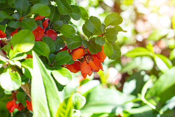 Chaemnomeles superba rose et rouge vif coing fleurs fleurissent au printemps dans le jardin avec fond de feuilles vertes. - Photo, image